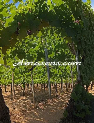 12 - Francis Coppie Bolzano - 3386365504