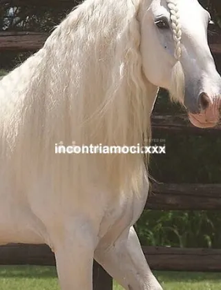 19 - Torodotatoxx Coppie Latina - 3662984882