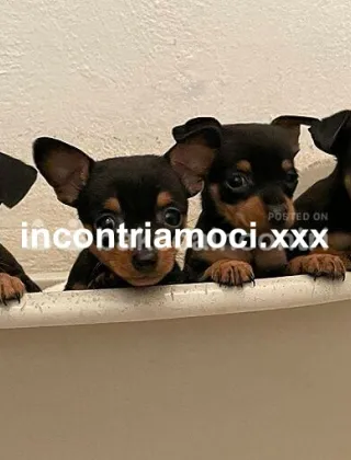 24 - Trans A Crema Trans Cremona - 3926803170