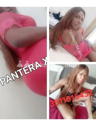 12 - Trans Pantera Trans Torino - 3511815432