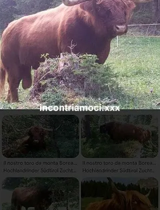 18 - Torodotatoxx Coppie Latina - 3662984882