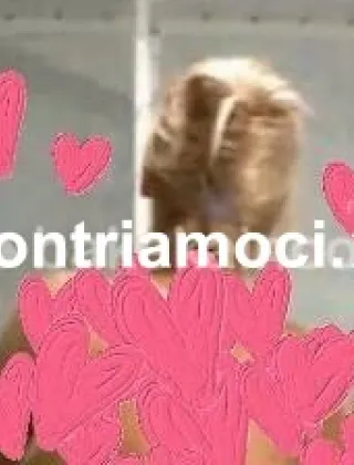 26 - Laura Escort Torino - 3774553494