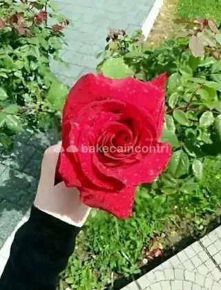 12 - Martina Escort Savona - 3533434475